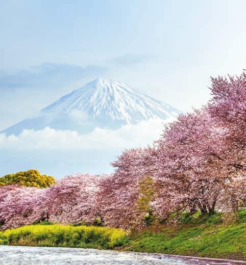 Cruises spring flowers cruises Japan s gardens and parks are awash in colors when spring flowers are in bloom.