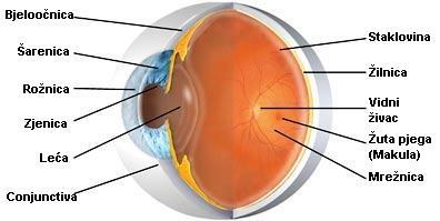 1. ANATOMIJA OKA Oko je parni organ vida. U svojoj biti oko je receptor i pretvarač svjetlosnih podražaja okoline do cetra za vid smještenom u velikom mozgu na stražnjoj strani glave.