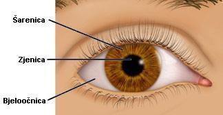2.1. Vanjski dijelovi oka Slika 3. Vanjski dijelovi oka [3] Slika 3. prikazuje vanjske dijelove oka. Prikazane su: bjeloočnica, šarenica i zjenica. Bjeloočnica (lat.