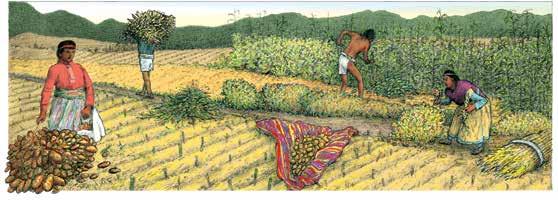 Inca farmers used ingenious methods to farm in the challenging environment of the Andes Mountains. Boys followed their fathers trades. Girls copied their mothers. Most Inca were farmers.