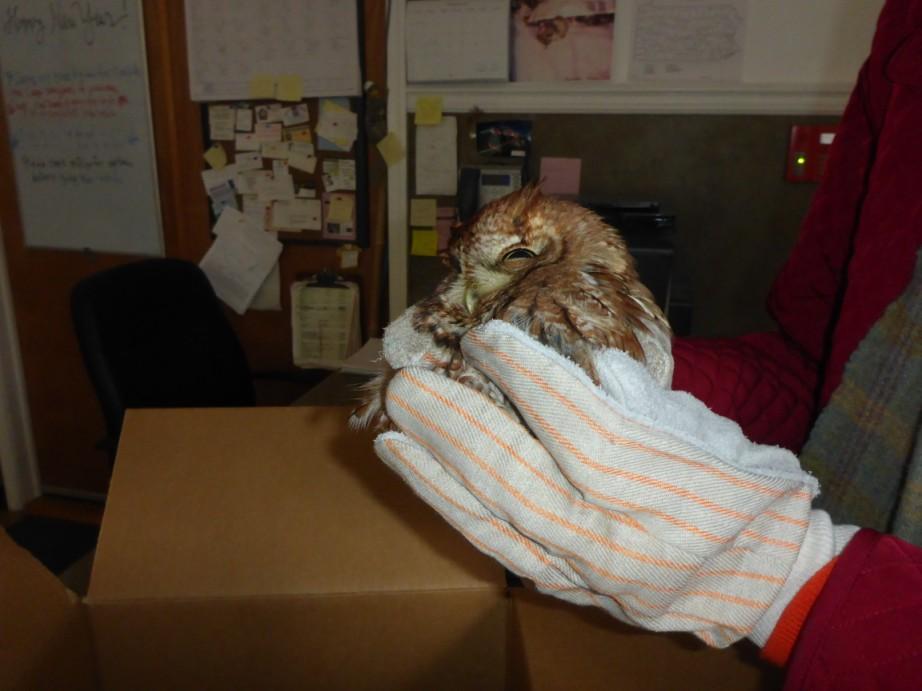 It was an Eastern Screech Owl and was indeed very much alive, but had obviously been hit by a car, probably sometime overnight and was just sitting by the side of the road unable to fly.