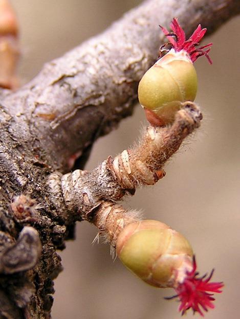 Obična lijeska spada u red Fagales, porodicu brezovki ( Betulaceae) i rod Corylus (tablica 1).