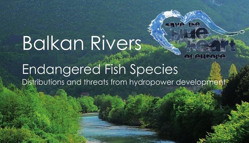 NEW STUDIES Endangered Fish Species in the Balkans. The rivers in the Balkans constitute Europe s fish sanctuary, according to a new study presented by Riverwatch and EuroNatur in April.