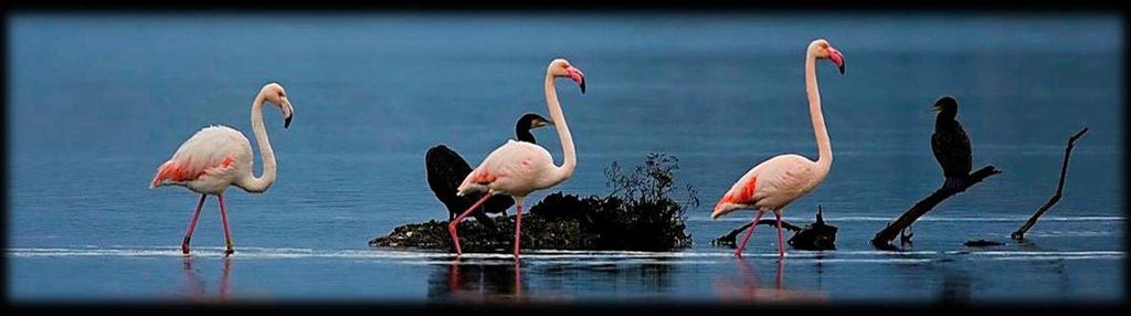 Camargue s emblematic Flamant Rose Photo Andrea Bonetti Comfortable Hotels and superior guest houses Carefully-selected accommodation based on knowing our partners well.