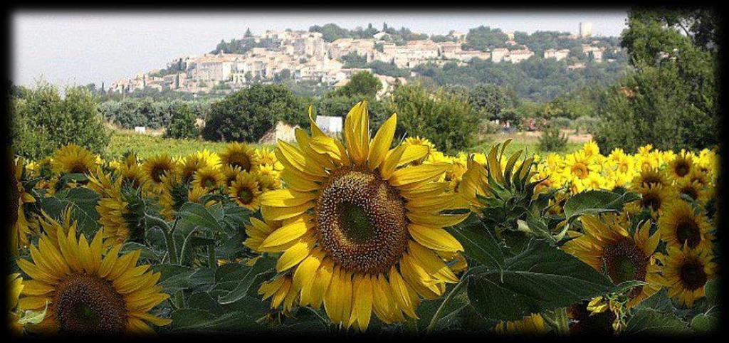 Sunflowers at Vezenobres 2019 prices: Per person in double or twin-bedded room: 780.00 Pounds Sterling# or 875.