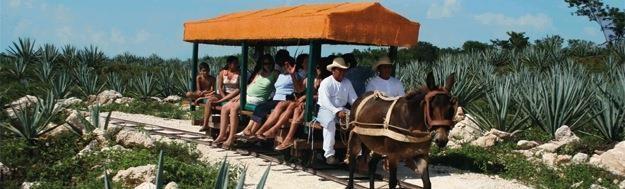 Sotuta de Peon Live Hacienda This excursion is a trip to the past in which you will experience the best moments of the hacienda that was built in the 1800s.
