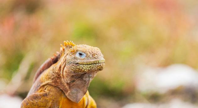 GALAPAGOS & PERU $7999 PER PERSON TWIN SHARE TYPICALLY $11999 MACHU PICCHU SANTA CRUZ ISLAND LAKE TITICACA CUSCO THE OFFER Rugged volcanic landscapes, strange and exotic plant life, unusual creatures