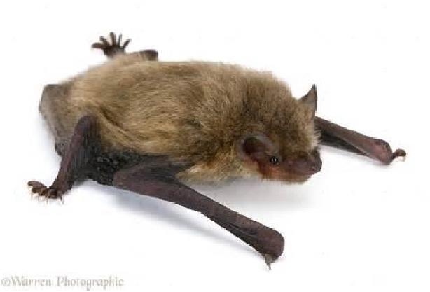 BATS We have Common Pipistrelle bats living on our site. They are the smallest bat found in Europe growing up to 5.2 cm long with a wing span of up to 25cm and weighing up to 8.5g.