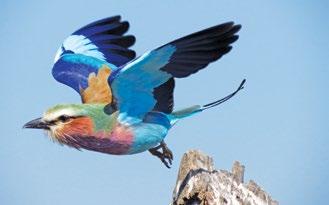 BIRD WATCHING Bird watching and photographic safaris are ideal from Chobe Savanna Lodge (please contact us to arrange