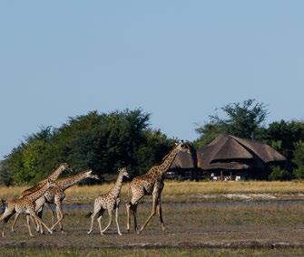 ACCESS TO Chobe Savanna Lodge is accessed via Kasane in Botswana by boat transfer.