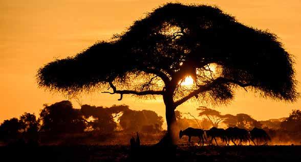 MAGICAL KENYA $5999 PER PERSON TWIN SHARE TYPICALLY $9599 MASAI MARA AMBOSELI TAITA HILLS SANCTUARY THE OFFER Vibrant cities bursting with life, a pride of lions stalking the grassy plains, the