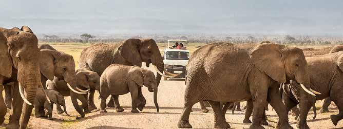 THE ITINERARY Day 7 Amboseli National Park - Full Day Game Drive Head out for a full day game drive after breakfast, and enjoy a picnic lunch.