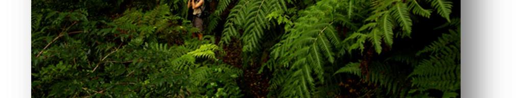 The hike starts among the laurisilva forests of Anaga, with fern species and moss and lichen growing on twisted trunks.