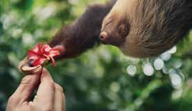 Sloth in Costa Rica Cartagena, Colombia Caribbean Princess Panama Canal Cruise & Costa Rica Start the year 2020 with a spectacular journey through the fabled Panama Canal, while exploring