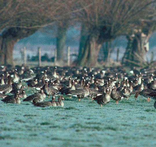 White-fronted geese How the island was created The 1,200 hectares of Bislicher Insel on the left side of the Lower Rhine between Xanten and Wesel are located in a loop of the meandering Rhine.