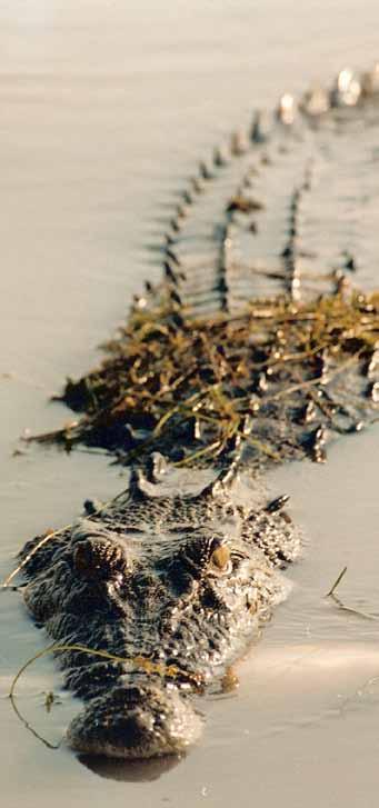 Kakadu Incredible wildlife with big saltwater crocodiles, stunning bird life, water buffalo, an