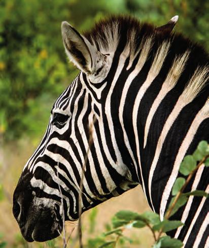 TANZANIA ODYSSEY SCENIC CAPE TOWN AND KRUGER This vacation is the perfect introduction to South Africa s rich attractions.