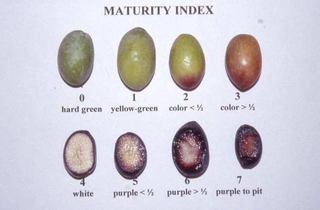 Vježba 2. Određivanje indeksa zrelosti Plodovi masline u istom masliniku, čak i na istom stablu masline ne dozrijevaju niti mijenjaju boju u isto vrijeme.