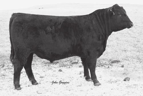 This bull stacks a pedigree going back to Bismarck, Sitz Dash and Sitz Upward 307R. This should generate some phenomenal replacement heifers with tremendous maternal traits.