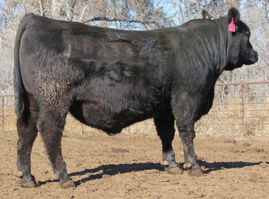 INFINITY 141 Sons Infinity offers calving ease with explosive growth. He currently ranks at the top of the breed for CED, WW and YW as well as $W, $F and $B.