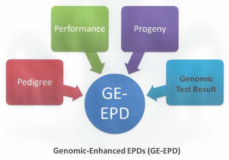 Genomic Enhanced EPDs Genomic results are a way to enhance predictability of current selection tools, to achieve more accuracy on EPDs for younger animals, and to characterize genetics for traits
