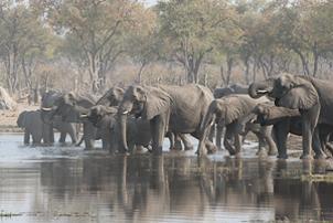 Moremi Game Reserve is the jewel of Botswana and arguably one of the best wildlife viewing destinations in Africa.
