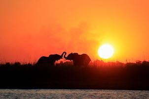 We get close to the herds of elephants, and have amazing