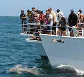 Bay Wild EcoCruise Dolphin Ecocruise S$39