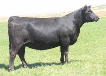 rotal Circumference EPD, ing Weight EPD and ling Weight EPD, top 20% for $ed calf value