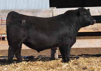 89 90 Dam of 90 SR Impression 2076 Connealy flection Connealy Impression Pearl Pammy of Conanga 194 TC Total 410 S R