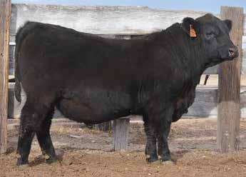 He is a calving ease Impression son that excels in performance and carcass.