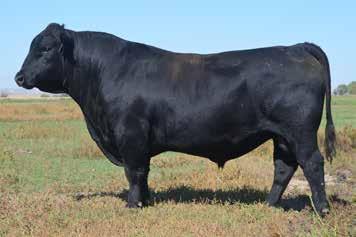 His progeny did very well on the genomic testing and in 3 registered herds he has 102 progeny ratio 100 at birth and 102