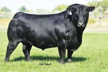 and consistent! Elite calving-ease sire with exceptional growth and looks.