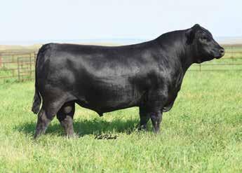 Well rounded, maternally oriented bull with super phenotype and calving ease.