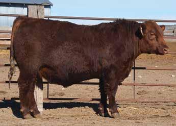 RED ANGUS 153 154 Andras New Direction R240 Mytty In Focus Andras In Focus B152 Andras Pineta B91 Morgans Direction 111 9901 Andras
