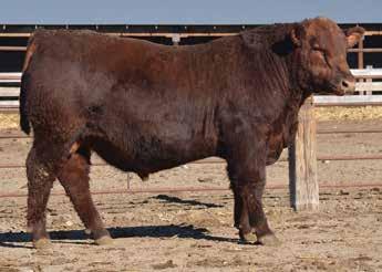 Use him to add depth of body, fleshing ease and his deep, dark red color. New Direction works well on continental females.