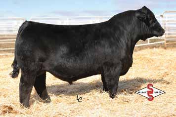 rancher has as much style, muscle and shape on a moderate framed bull
