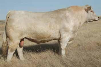 whose AICA Dams of Distinction solidify his breeding value. This docile bull may well be Bravo s replacement.