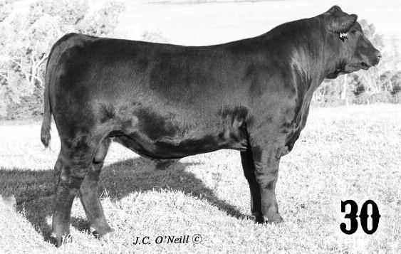 5 BJ ARKDALE ALE PRIDE 402 WK LATITUDE WW: 57 WK ARKDALE ALE PRIDE 9353 YW: 108 WK ARKDALE PRIDE 6610 Milk: 28 3016 is a well balanced bull with good thickness, length of body, most popular pular