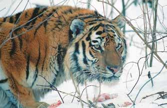 Years Tiger trail density (trail quantity / 10 km / quantity of days after a snowfall) Number of the independent tigers (quantity of the adult, young and uncertain animals) Density of the independent