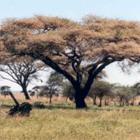 Flora Baobab: famous for its