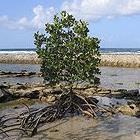 Mangrove: a plant that grows on