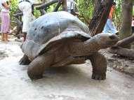 Giant tortoises shuffle through the trees, with the patience that old age brings you.