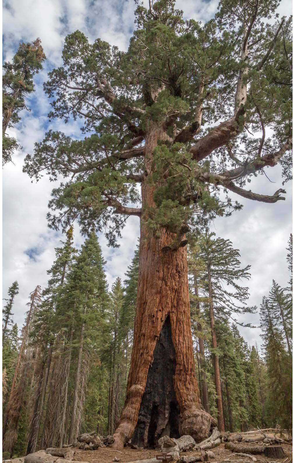 Wawona Mariposa Grove Restoration, June 2-8 Early June is a beautiful time to be in the Mariposa Grove.