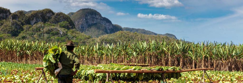 Day 3: Pinar del Rio. Viñales Valley Tour. Today you travel with your local guide to the Western province of Pinar del Rio.