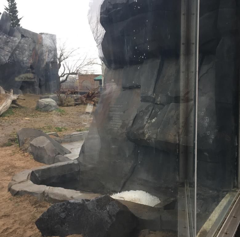 Louis zoo - Polar Bear Exhibit Ice