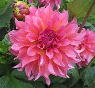 KITSAP COUNTY DAHLIA SOCIETY Inside this issue: KCDS Officers 2 KCDS Board Notes 2 ADS News 3 FNWDG News 3 Garden Tours 4 Celebration of Life for Keri West Mahem in the Garden 5 Dates to Remember:
