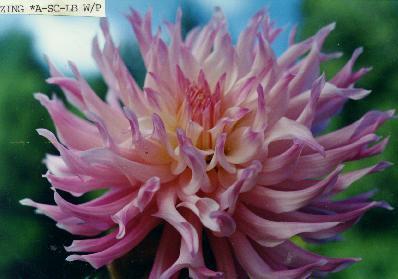 AMERICAN DAHLIA SOCIETY (ADS) NEWS www.dahlia.org KCDS Representative: Leone Smith ADS BULLETIN Articles for the September edition of the ADS Bulletin are due by/before July 15th.