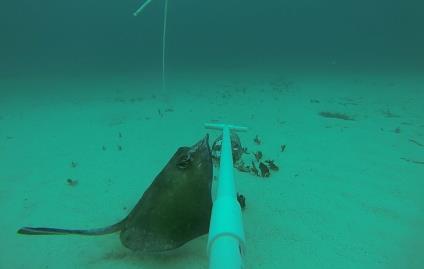 in the Mexican Caribbean: a key indicator of the recovery of biodiversity in fishing shelters.