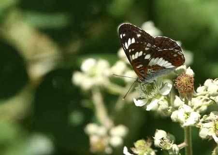 White Admiral in Goose